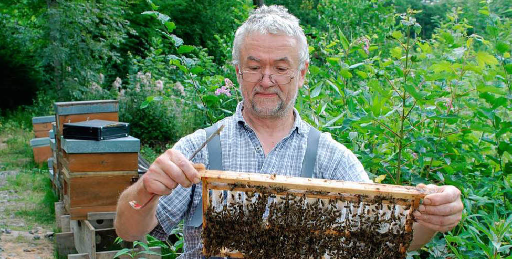 Bienenverluste: „Der Fehler steht hinter dem Kasten“